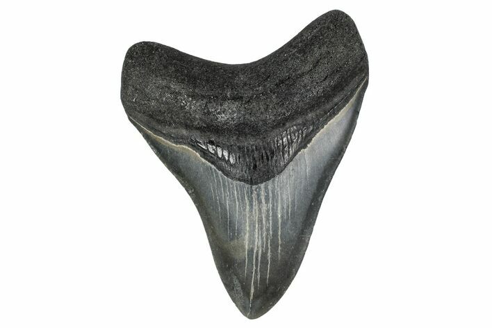 Colorful, Fossil Megalodon Tooth - Georgia #338706
